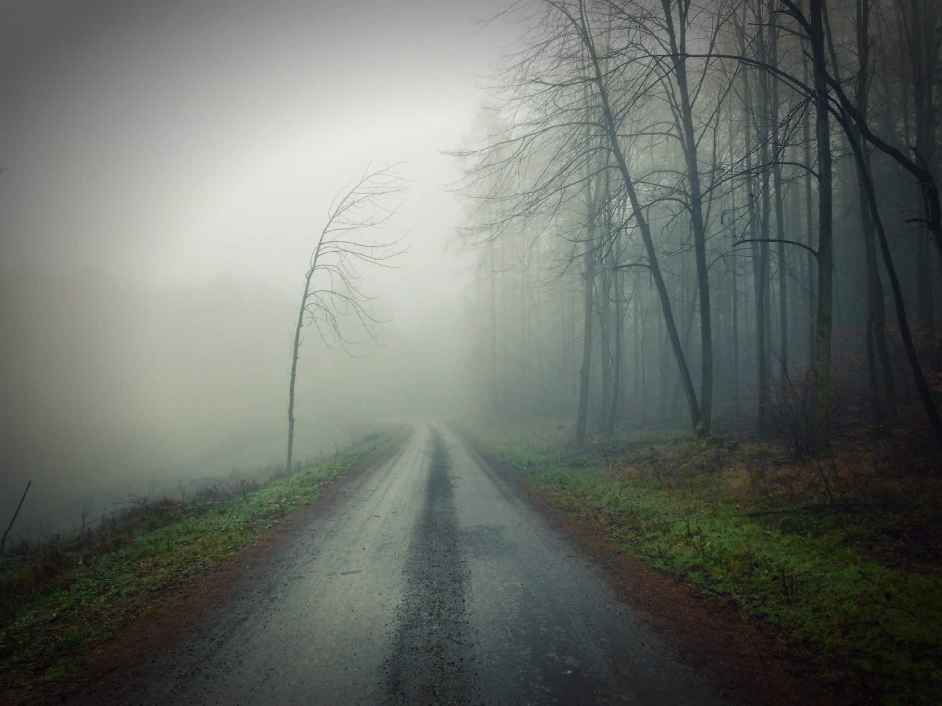 Grey road lined with trees and fog