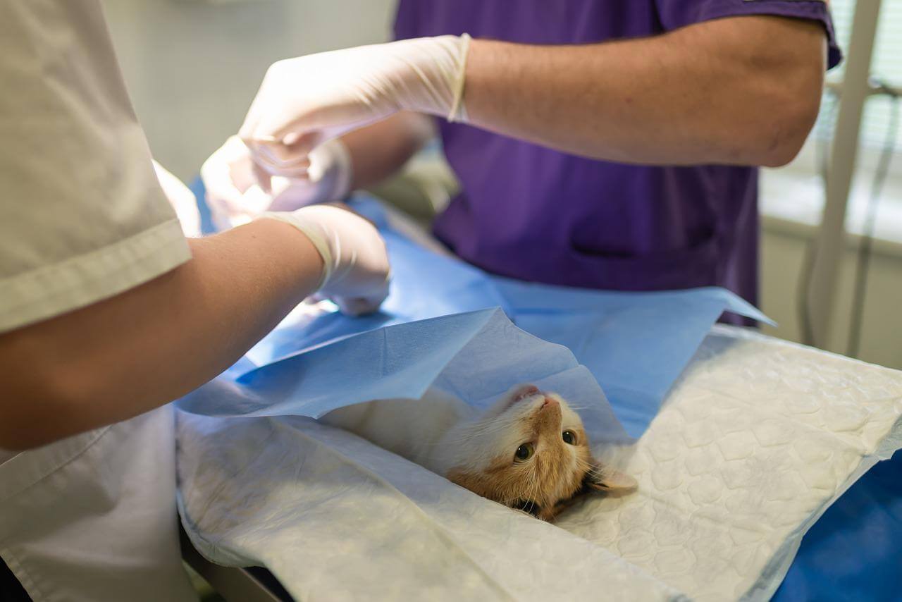 Veterinary Internships (2024) Everything You Need to Know