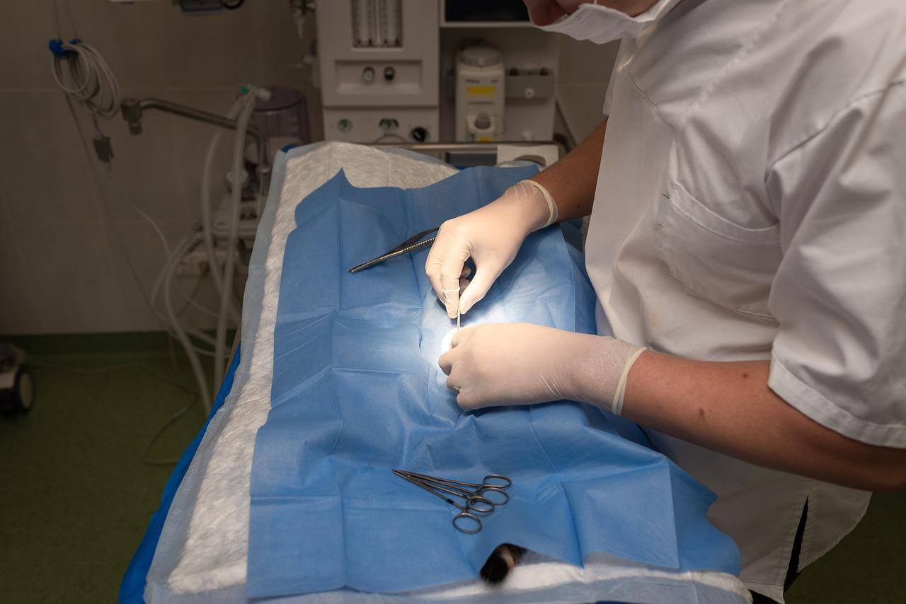 Veterinary Internships (2023) Everything You Need to Know