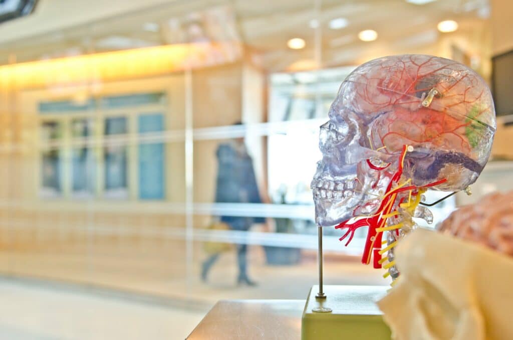 Colorful artificial human skull on display